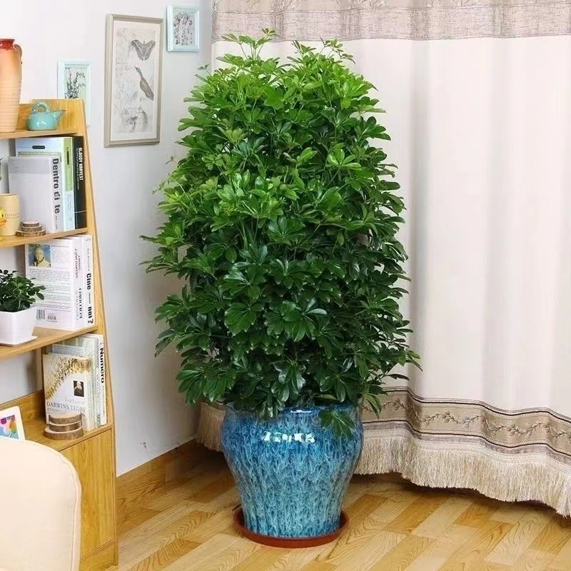 八方来财开业乔迁送礼大型室内盆栽植物吸甲醛净化空气客厅鸭脚木 - 图0