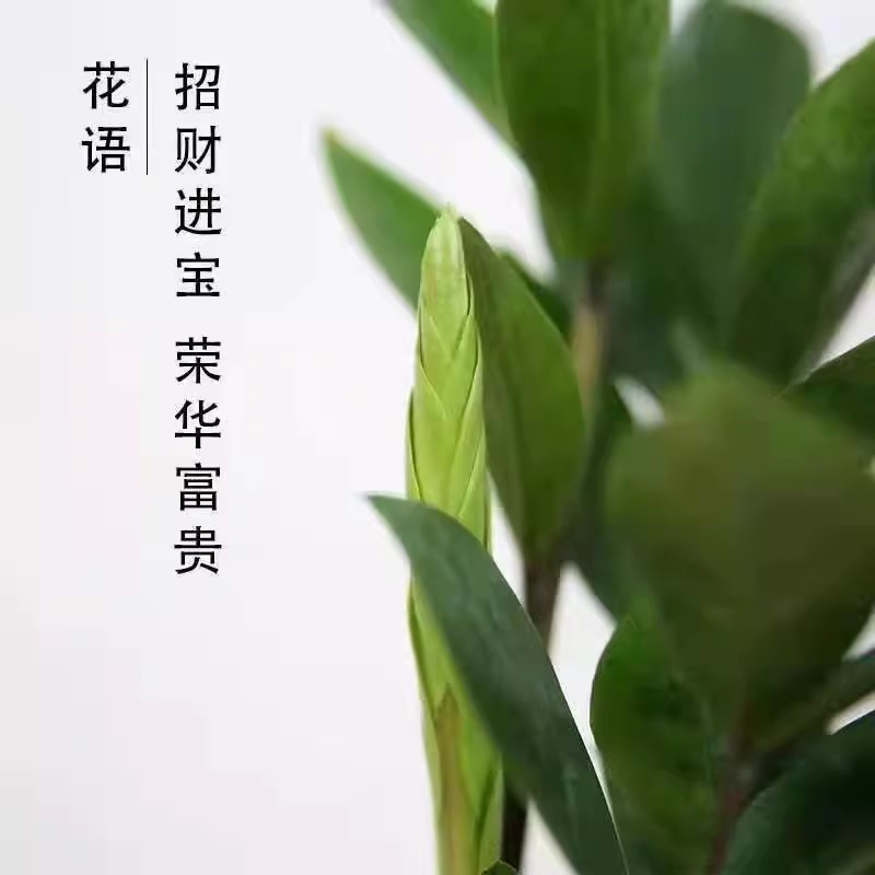 金钱树盆栽植物室内花卉客厅四季常青好养绿植大摇钱串子小发财树