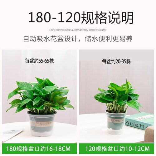 新房家用绿萝盆栽室内绿植花卉净化空气长藤大盆绿箩植物水培吊兰 - 图1