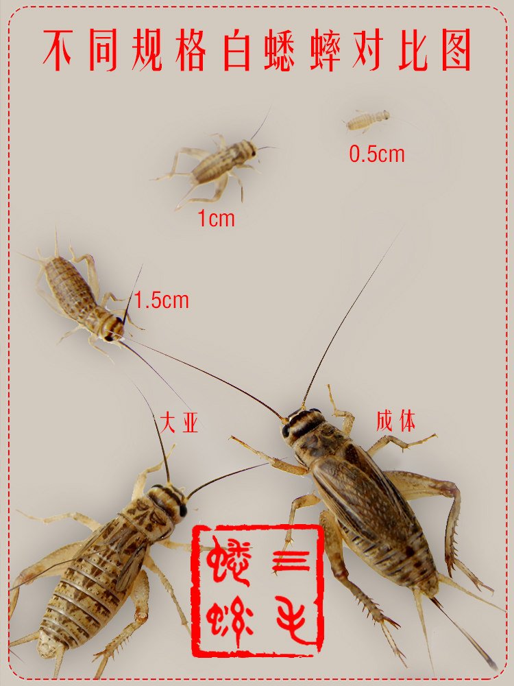 蛐蛐 蟋蟀 白蛐蛐 活体饲料活物 鱼鸟爬虫活食各种规格包邮送饲料
