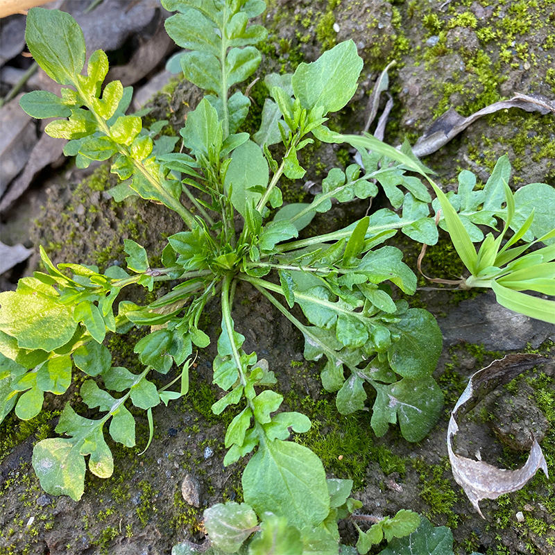 秦岭野生荠菜现挖新鲜地丁菜芥菜应季蔬菜陕西野菜饺子馅顺丰包邮