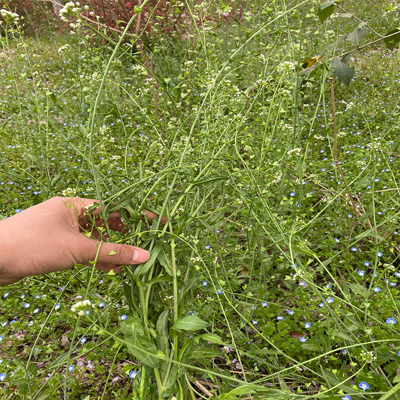 秦岭野生老荠菜三月三煮水鸡蛋新鲜整株带花根茎籽月子用4斤包邮 - 图2