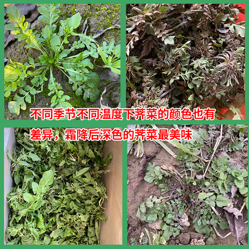 秦岭野生荠菜现挖新鲜地丁菜芥菜应季蔬菜陕西野菜饺子馅顺丰包邮