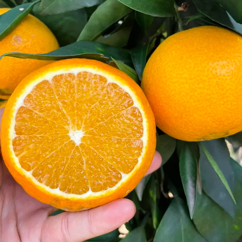 【详情领大额补贴】四川眉山爱媛38号果冻橙新鲜水果橙子包邮橘子,淘宝优惠券,粉丝福利购,淘宝优惠卷