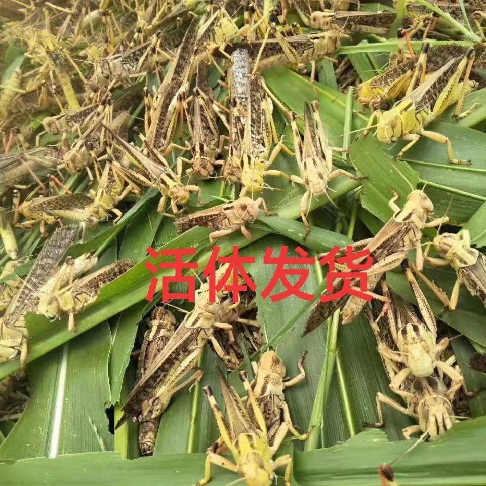 活体蚂蚱活虫蝗虫蚱蜢画眉鸟爬虫龟宠物蜂饲料鸟活食新鲜食物飞蝗,淘宝优惠券,粉丝福利购,淘宝优惠卷