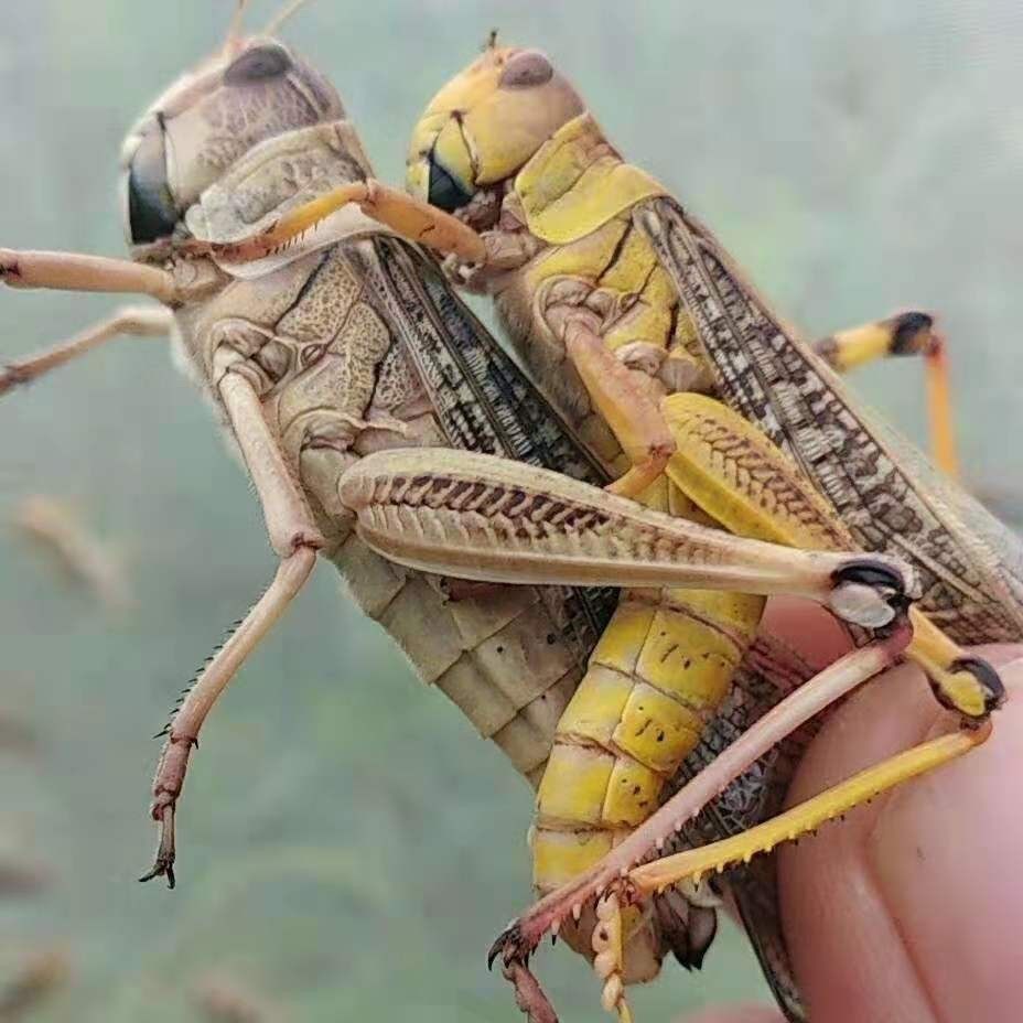 活体蚂蚱活虫蝗虫蚱蜢画眉鸟爬虫龟宠物蜂饲料鸟活食新鲜食物飞蝗,淘宝优惠券,粉丝福利购,淘宝优惠卷