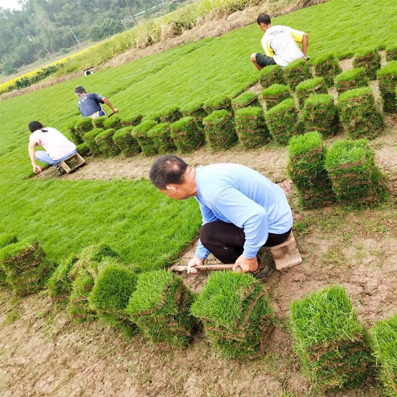 带土草皮真草坪带泥土果岭草四季常青地毯草剪股颖庭院绿化马尼拉 - 图2