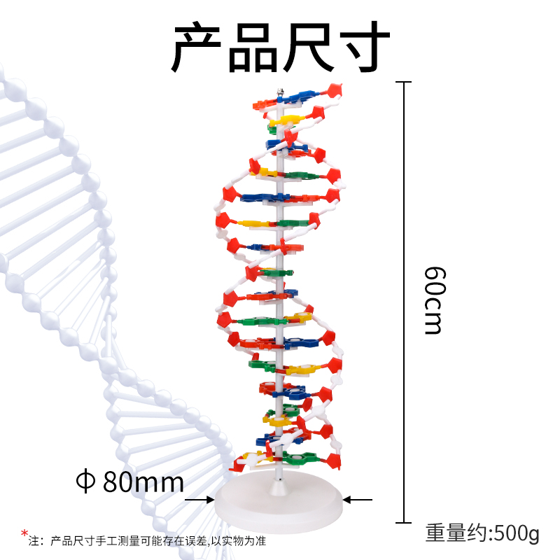 DNA双螺旋结构模型组件J33306高中学生用生物实验器材dna教学仪器 - 图1