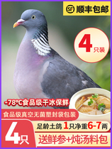 4 Pigeon Meat Fresh Milk Pigeon Fresh Frozen Farmhouse Loose Earth Pigeon Live Embodies to Kill Commercial Meat Pigeon