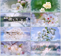 Pear floral tribute to the finished product Li Yugang pear flower open pear blossom flowers white petals background led video material