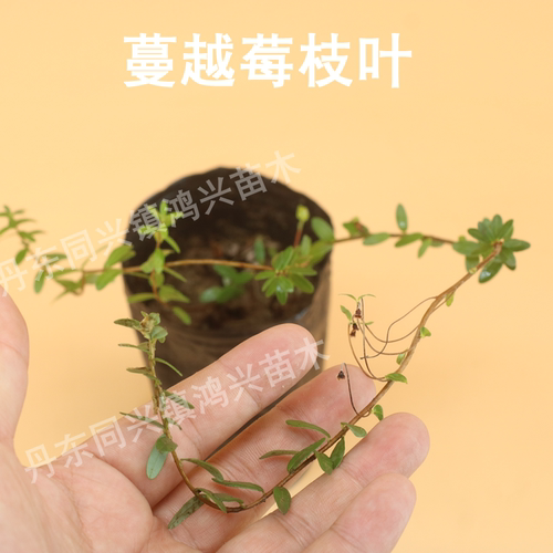 蔓越莓苗陆地盆栽蔓越橘鹤莓苗耐寒植物酸果蔓小红莓南方北方结果 - 图1