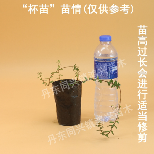 蔓越莓苗陆地盆栽蔓越橘鹤莓苗耐寒植物酸果蔓小红莓南方北方结果 - 图2