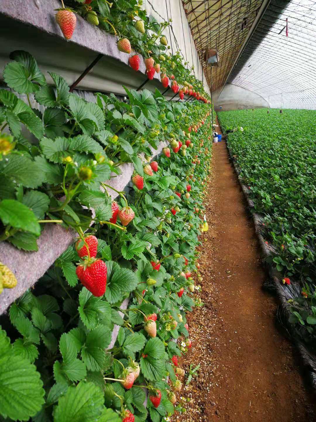 丹东99草莓苗辽宁东港九九红颜四季奶油草莓秧常绿结果阳台盆栽,淘宝优惠券,粉丝福利购,淘宝优惠卷