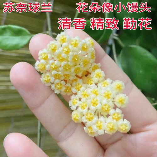 苏奈球兰勤花四季室内阳台花卉绿植垂吊悬挂植物吊兰盆栽板植苏耐 - 图3
