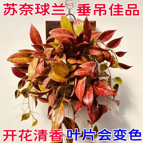苏奈球兰勤花四季室内阳台花卉绿植垂吊悬挂植物吊兰盆栽板植苏耐 - 图2