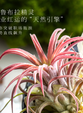 星光潮汐水晶摆件乔迁新居礼物