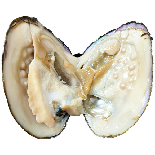 真的淡水紫色单珠巨无霸多珠组合自己开蚌取爱迪生珍珠蚌鲜活河蚌 - 图3