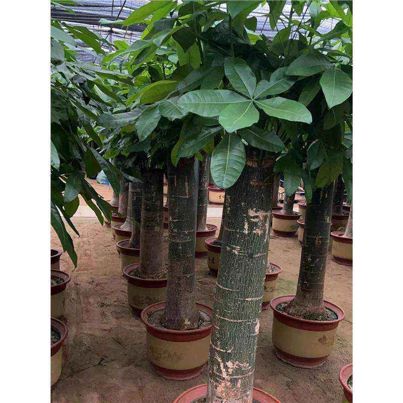 大粗杆发财树盆栽室内客厅办公室开业乔迁招财大独杆老庄室内绿植,淘宝优惠券,粉丝福利购,淘宝优惠卷