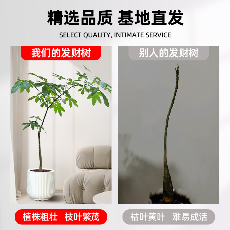 造型原财树客厅大盆栽发财树苗老桩型绿植办公室旺宅净化空气,淘宝优惠券,粉丝福利购,淘宝优惠卷