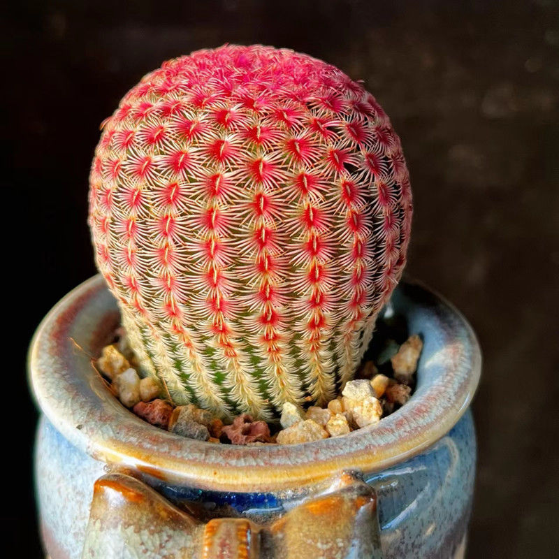 实生红太阳仙人球盆栽室内多肉植物无刺懒人名贵仙人掌开花绿植-图3