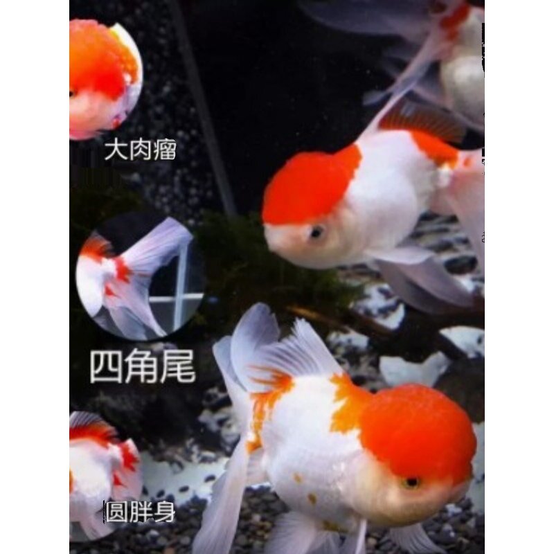 鸿运当头鹤顶红丹顶观赏鱼苗小型金鱼活体淡冷水丹顶额头红帽子鱼