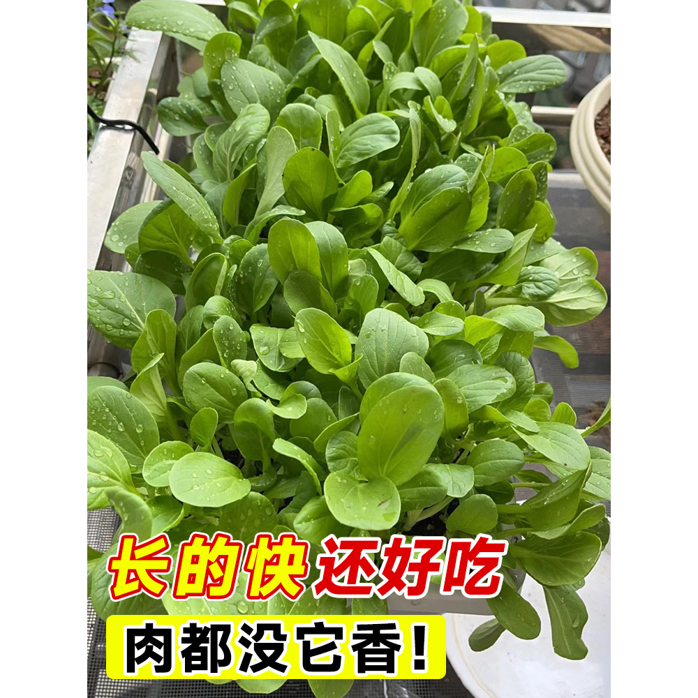 四季鸡毛菜菜籽种上海青菜种籽大全油麦菜种子白菜速生小青菜种孑 - 图1