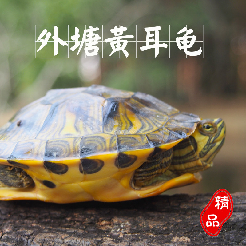 黄耳龟活物小乌龟苗家养宠物龟火焰龟巴西龟活体招财龟深水观赏龟,淘宝优惠券,粉丝福利购,淘宝优惠卷