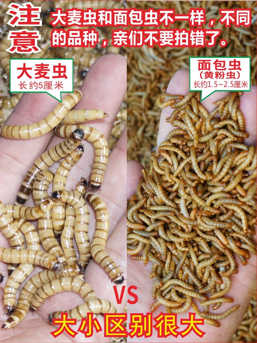 大麦虫活虫黄粉虫面包虫金银龙鱼观赏鱼饲料乌龟刺猬画眉鸟食包邮-图0