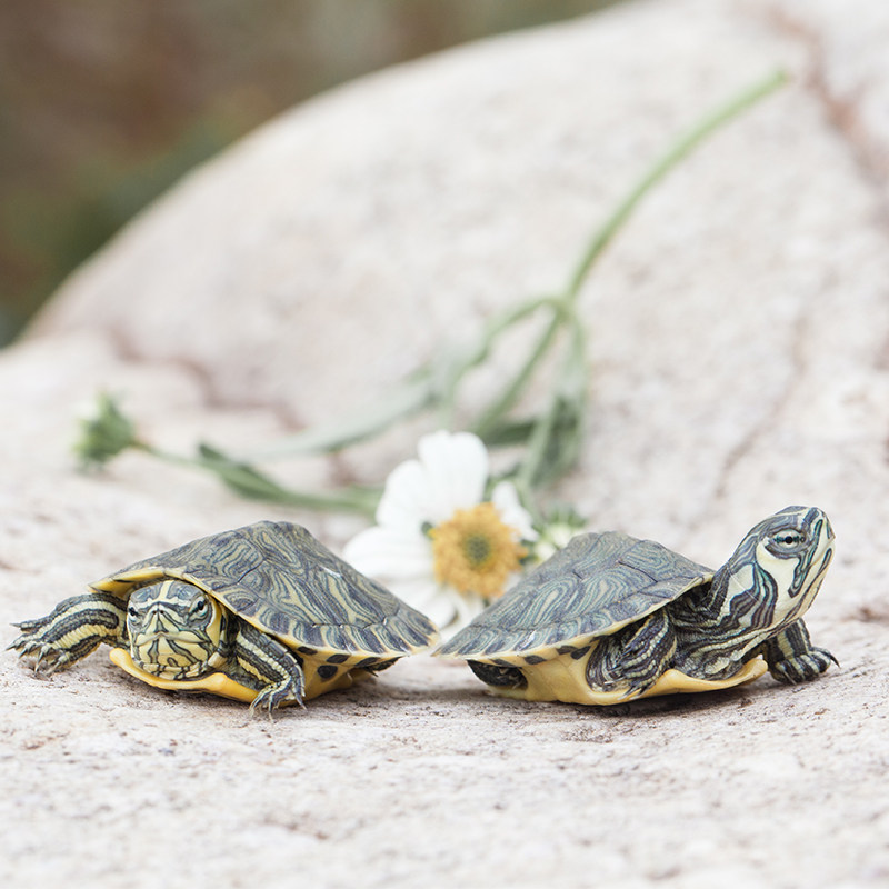 黄耳龟活物小乌龟苗家养宠物龟火焰龟巴西龟活体招财龟深水观赏龟,淘宝优惠券,粉丝福利购,淘宝优惠卷