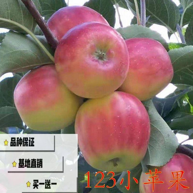 新品种正宗123小苹果k9小苹果沙果嫁接苹果树苗当年结果南北种植 - 图0