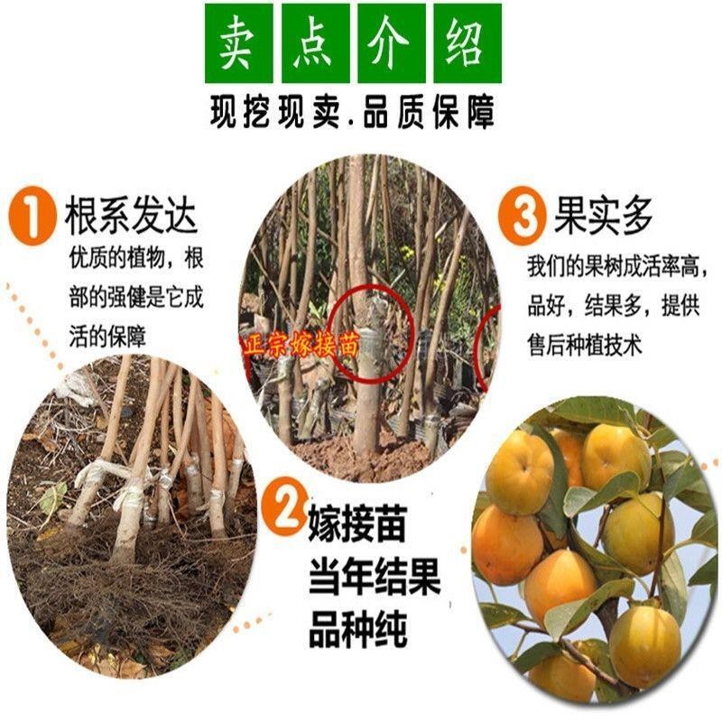 正宗吊红柿子树苗 磨盘柿子苗嫁接柿苗地栽苗 红灯笼柿苗当年结果 - 图1
