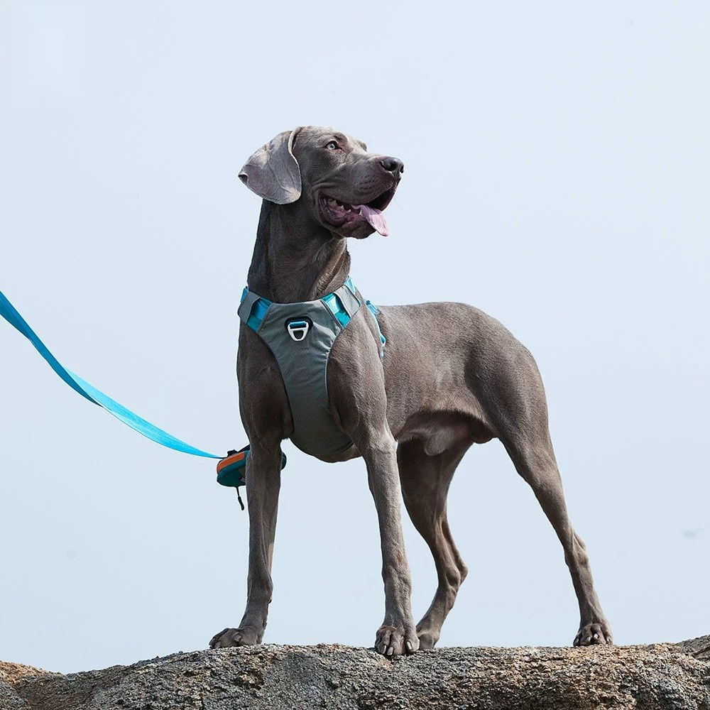 狗狗牵引绳大型中型小型犬狗链子狗项圈泰迪金毛遛狗绳子宠物用品 - 图1