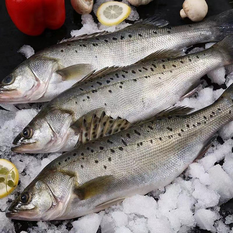 白蕉海鲈鱼开背新鲜活冷冻深海鱼清蒸去内脏纸包鱼烤鱼半成品商用