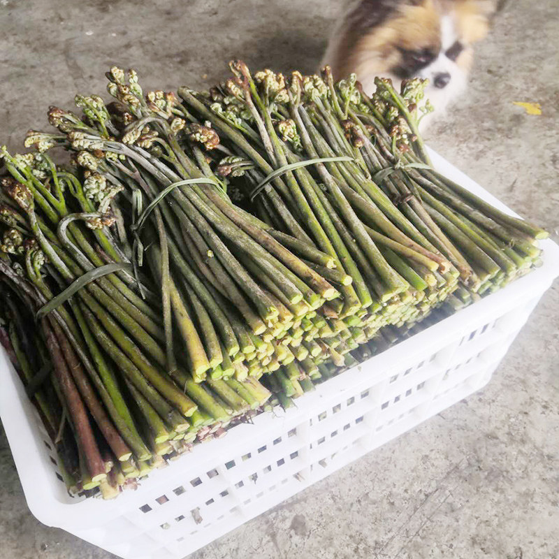 鲜嫩甜野生蕨菜新鲜当季5斤贵州撅菜凉拌蕨苔农家野菜现采山蕨菜