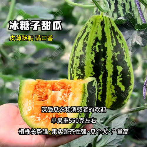 甜瓜种子大全冰糖子绿宝石甜瓜种籽绿宝羊角蜜酥日本甜宝香瓜种孑 - 图0