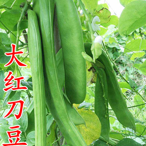 红刀豆种籽巨型搭架豆角种子蔬菜种孑苗大全春秋四季室内阳台农家 - 图1