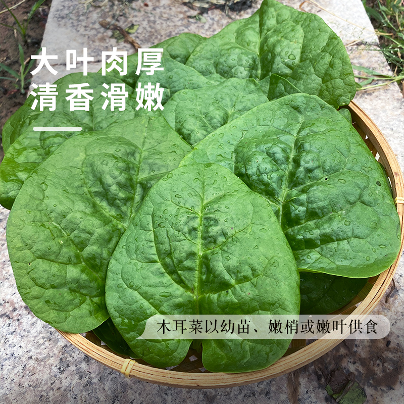 肥厚大叶木耳菜种子蔬菜种籽四季种孑夏季菜苗小青菜阳台盆栽菜种 - 图1