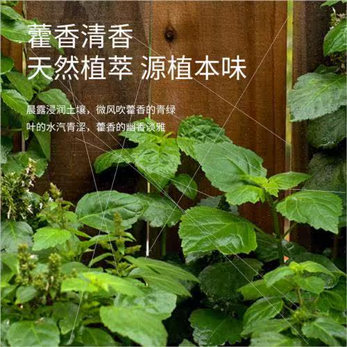Patchouli Patchouli ngle Essential Oil Plant to remove summe - 图0