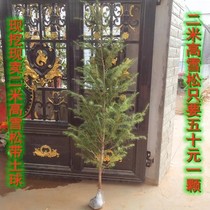 Courtyard greenery engineering Miao Xuesong Miao snowpine tree Miao Songshu Southern Northern cultivation Four Seasons Changqing