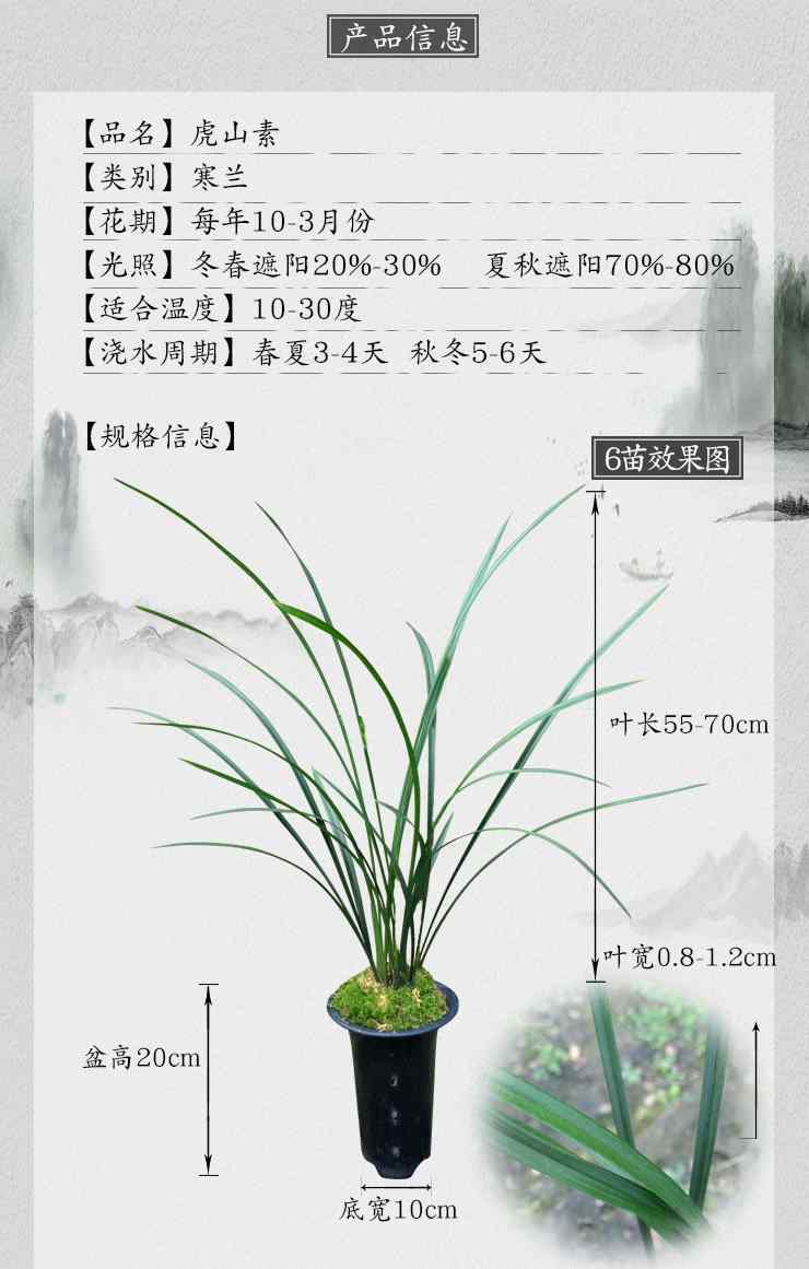 高档兰花 江西细叶寒兰带花苞 素心大叶寒兰虎山素虎啸素 直立叶 - 图2