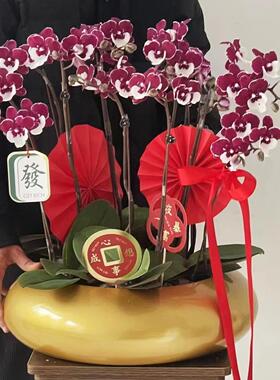 40cm口径坛电镀盆金属花盆年宵盆抱抱桶网红铁艺蝴蝶兰专用客厅