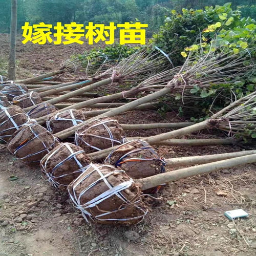 丁香花树苗盆栽盆栽别墅风景树浓香四季花卉耐寒植物欧洲丁香花苗 - 图1
