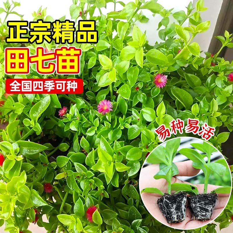 可食用田七苗秧苗种植苗中药材苗盆栽秋冬蔬菜苗养生保健菜易种,淘宝优惠券,粉丝福利购,淘宝优惠卷