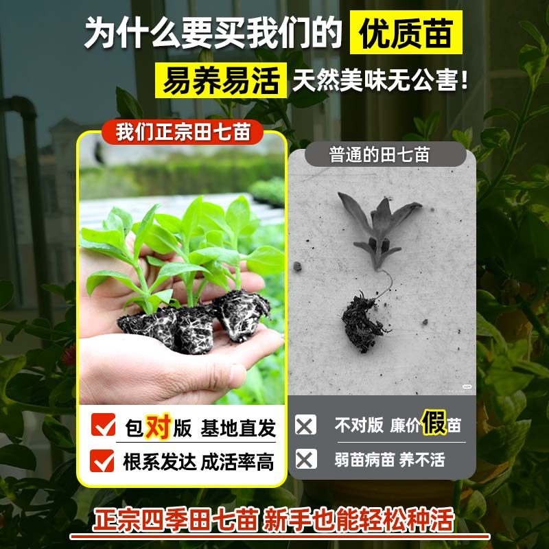 可食用田七苗秧苗种植苗中药材苗盆栽秋冬蔬菜苗养生保健菜易种,淘宝优惠券,粉丝福利购,淘宝优惠卷
