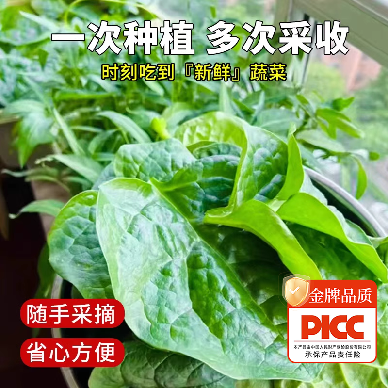 四季菜苗老品种爬藤大叶木耳菜苗秧苗小叶木耳菜种秋季蔬菜苗带土,淘宝优惠券,粉丝福利购,淘宝优惠卷