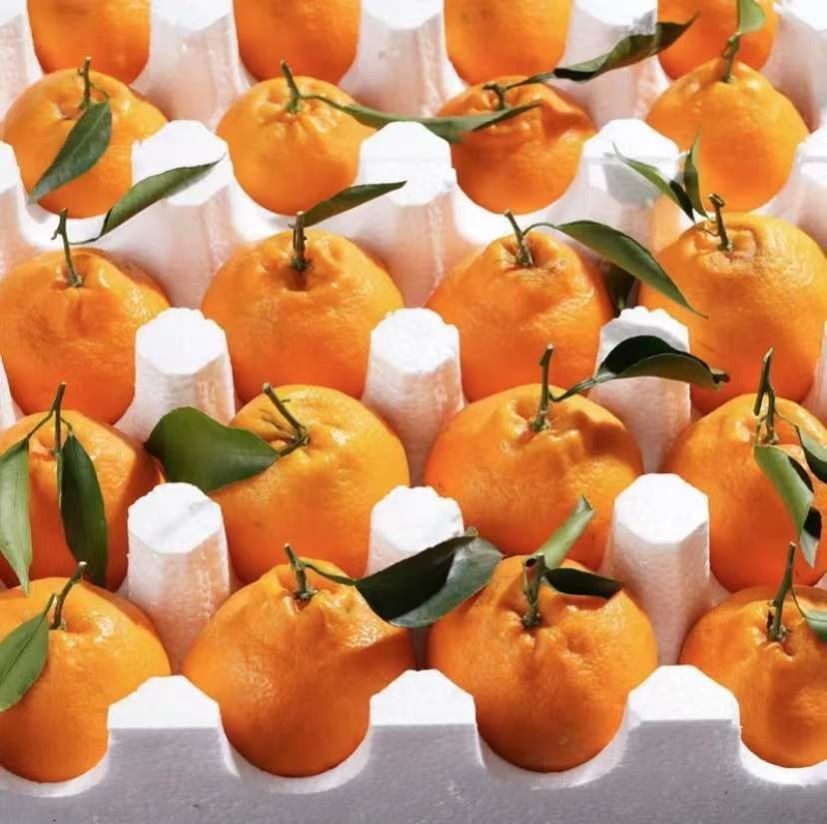 四川春见耙耙柑粑粑柑正宗水果新鲜整箱当季丑桔新鲜10斤橘子包邮,淘宝优惠券,粉丝福利购,淘宝优惠卷