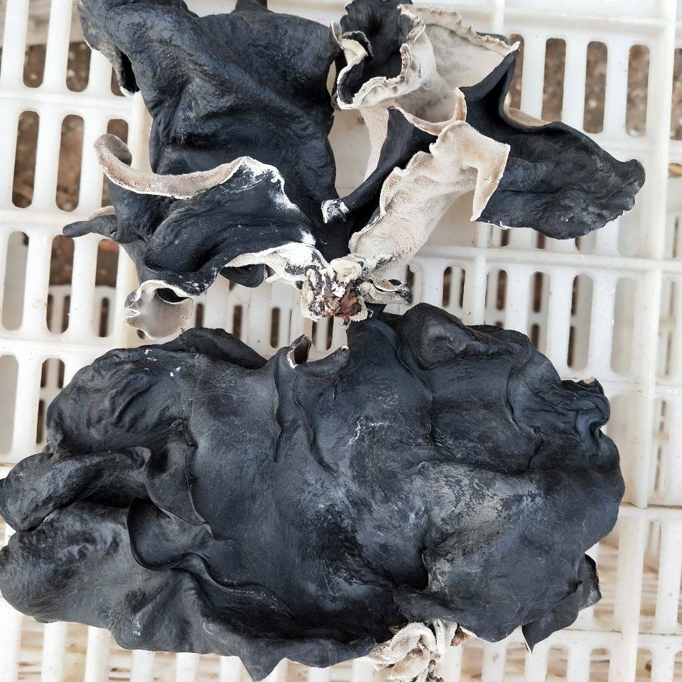 【头茬毛木耳】黑木耳丝农家特产食材 果域风光黑木耳