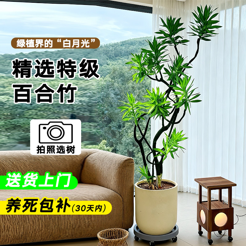 老桩造型百合竹客厅大型绿植室内花卉绿植真花四季常青盆栽盆景,淘宝优惠券,粉丝福利购,淘宝优惠卷