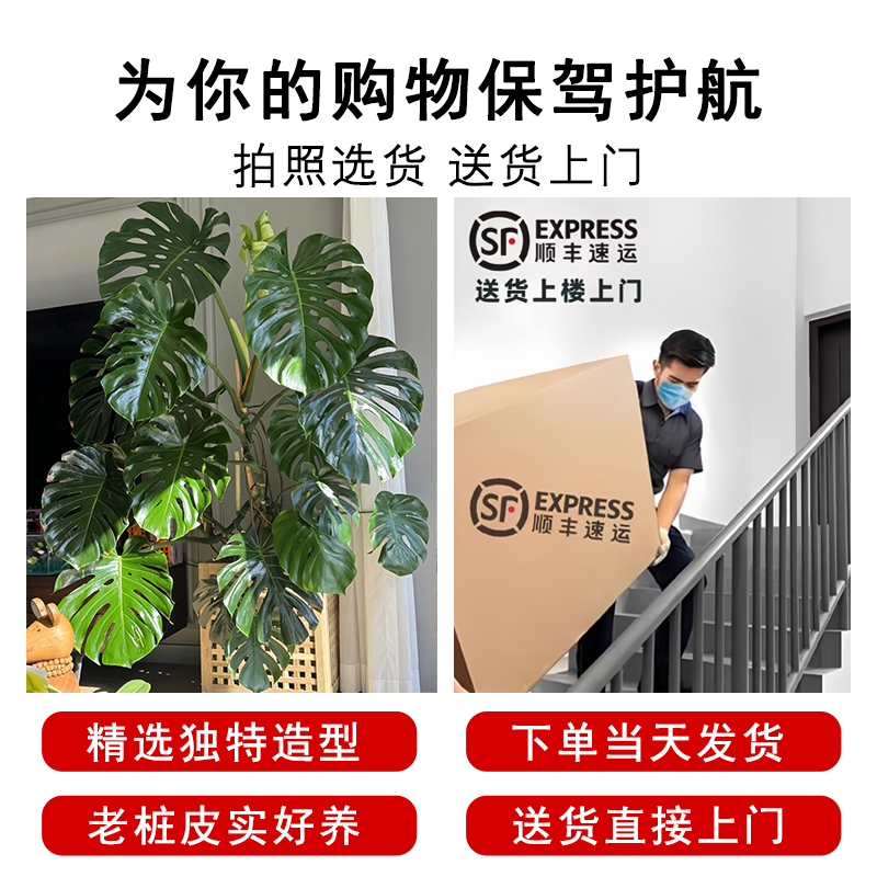 龟背竹客厅大盆栽室内客厅大叶老桩植物办公室乔迁大型绿植落地 - 图3