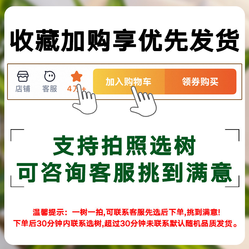 老桩造型百合竹客厅大型绿植室内花卉绿植真花四季常青盆栽盆景,淘宝优惠券,粉丝福利购,淘宝优惠卷